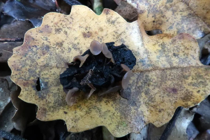 Ciboria batschiana 1 - IMG_4343